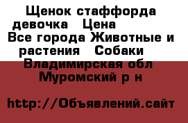 Щенок стаффорда девочка › Цена ­ 20 000 - Все города Животные и растения » Собаки   . Владимирская обл.,Муромский р-н